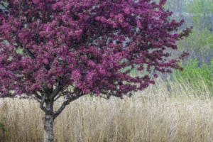 2026 Browntown, Va. Redbud Festival set for April 18