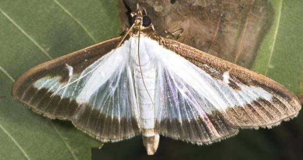 Box tree moth detected in Virginia for first time
