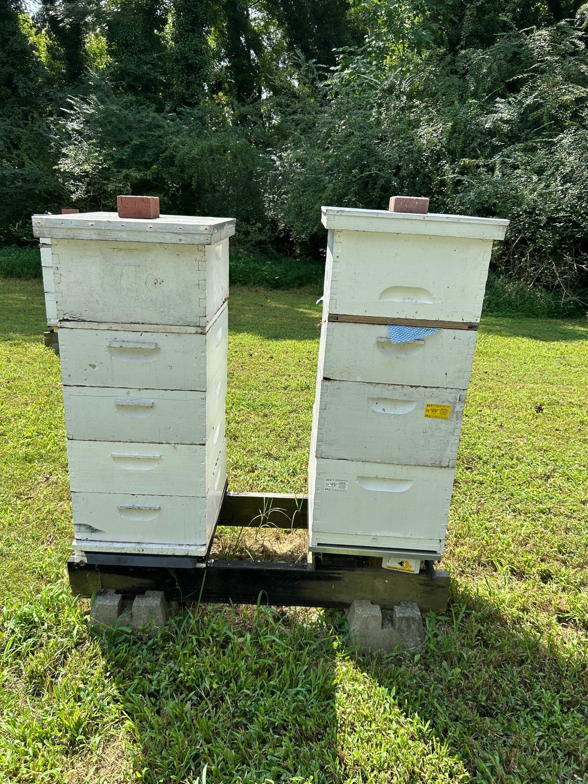 VDACS accepting applications for 2025 beehive distribution program
