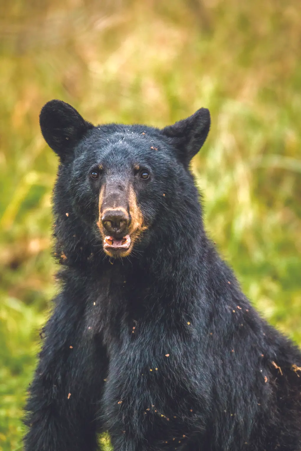 Think you found a bear den? Leave it alone!