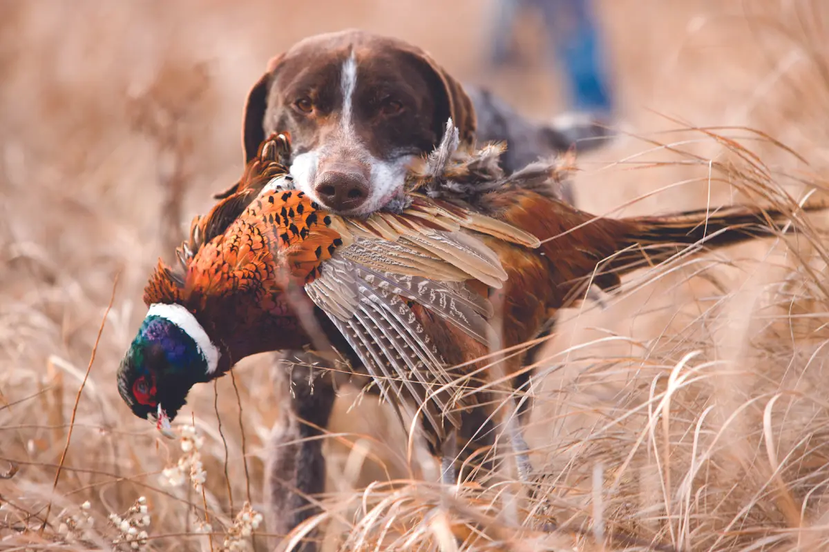 Virginia could soon require permit to hunt with dogs