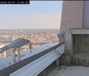 The birds are back in town – Richmond Falcon Cam is live