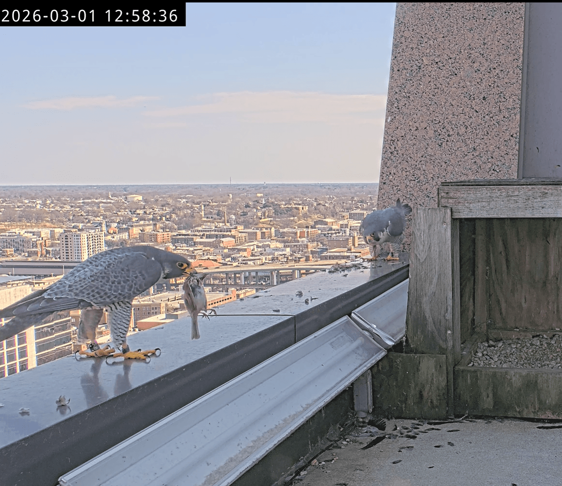 The birds are back in town – Richmond Falcon Cam is live