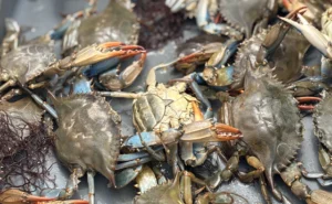 A new look at blue crab cannibalism in the Chesapeake Bay