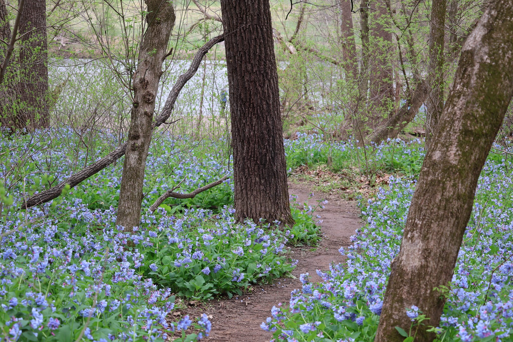 Bluebell Festival returns to Shenandoah River State Park April 4