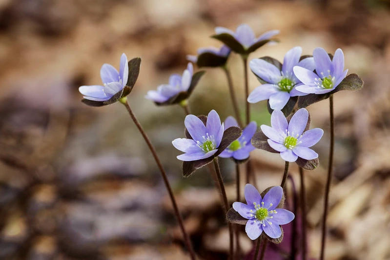 Shenandoah National Park celebrates 40th annual Wildflower Weekend May 2 & 3