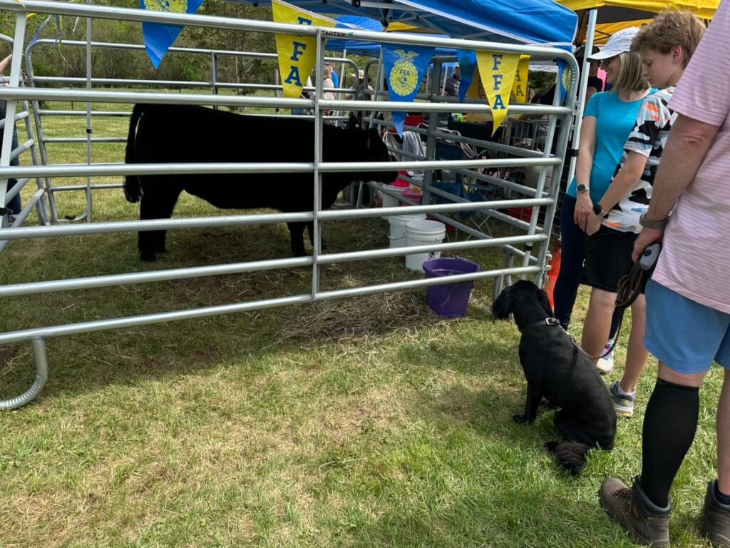 Scenes from Browntown, Virginia’s 23rd Annual Redbud Festival Saturday 4/18/26 with car show, duck race, live music, food, crafts and more. Photos by Dan McDermott WarrenCountyVa.com