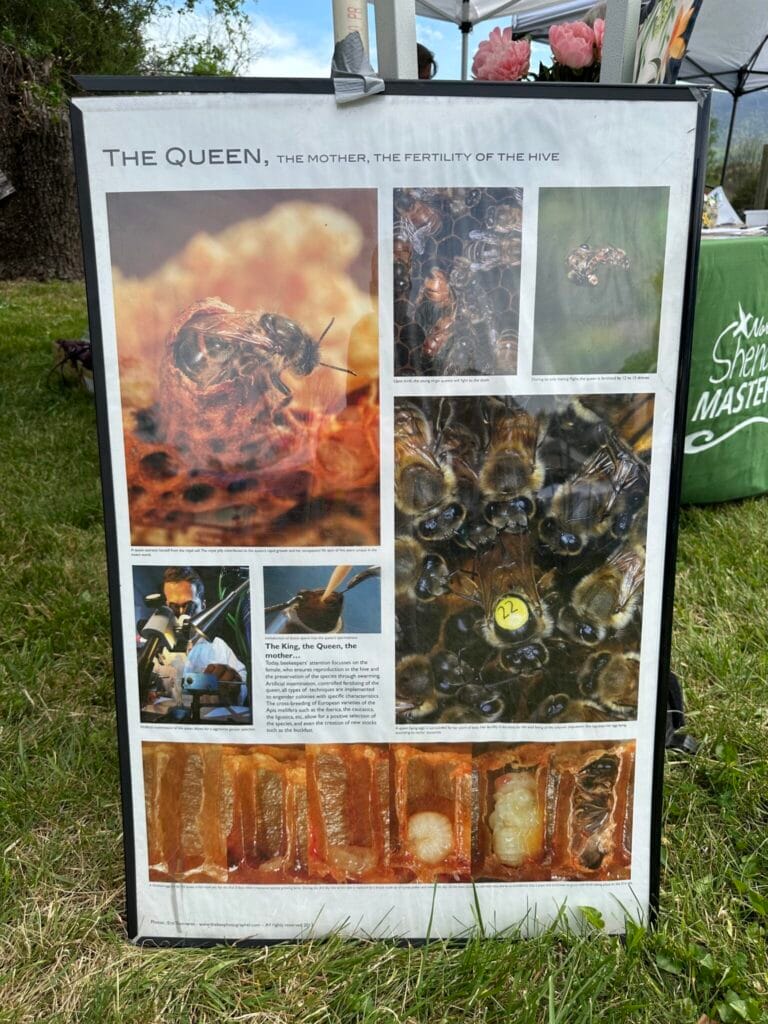 Scenes from Browntown, Virginia’s 23rd Annual Redbud Festival Saturday 4/18/26 with car show, duck race, live music, food, crafts and more. Photos by Dan McDermott WarrenCountyVa.com