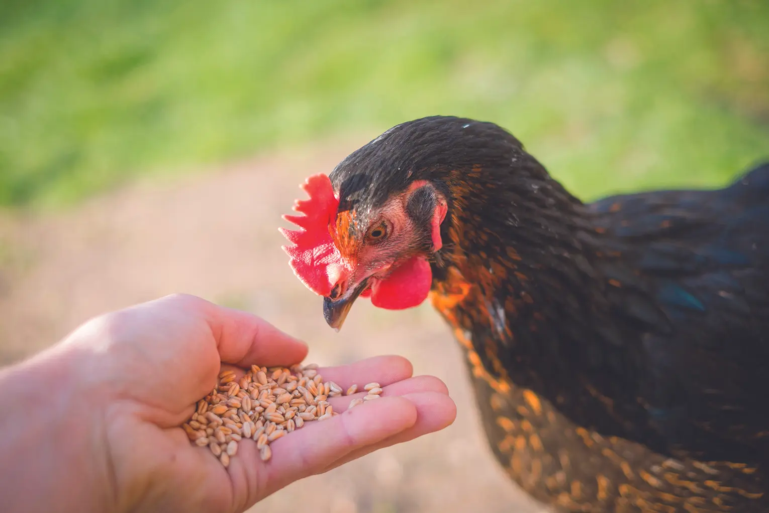 Virginia Poultry Growers Cooperative to build largest feed mill on East Coast