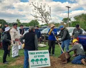 SAR chapter and Tree Stewards plant Liberty Tree at Lions Community Park