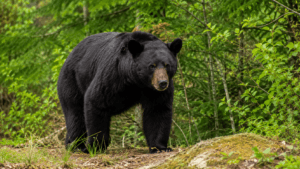 National Park Service urges visitors to stay “bear aware” as spring and summer activity increases