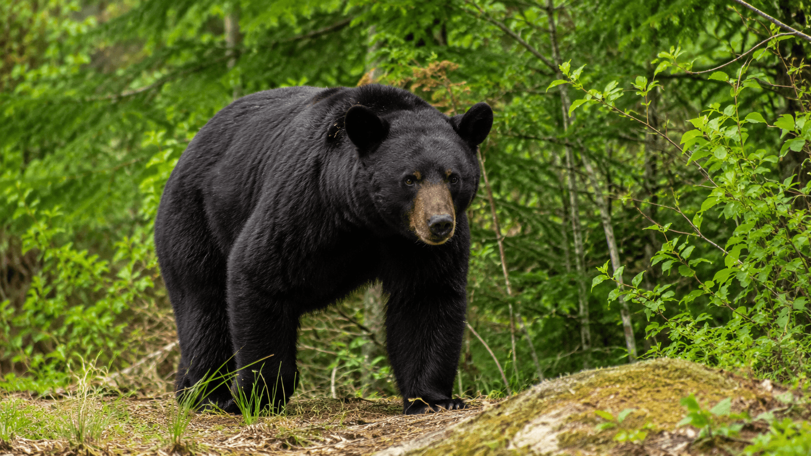 National Park Service urges visitors to stay “bear aware” as spring and summer activity increases
