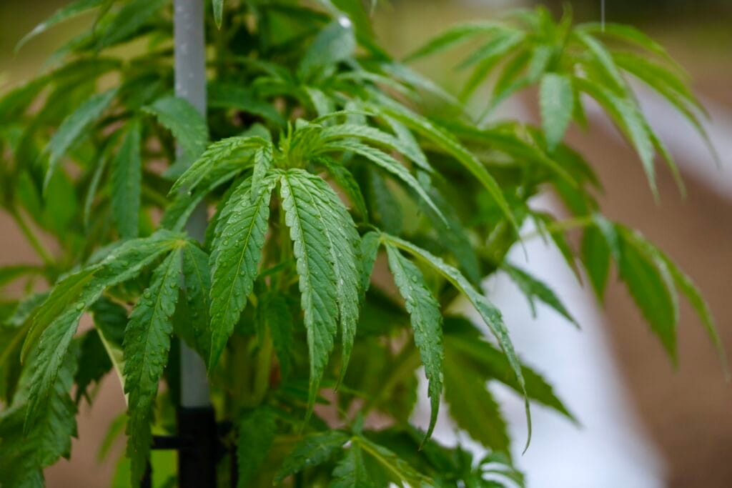 Federal judge denies hemp entrepreneurs’ request to overturn Virginia’s new THC limit