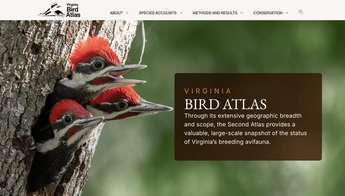 Virginia Breeding Bird Atlas Website Completed With New Conservation, Education Resources
