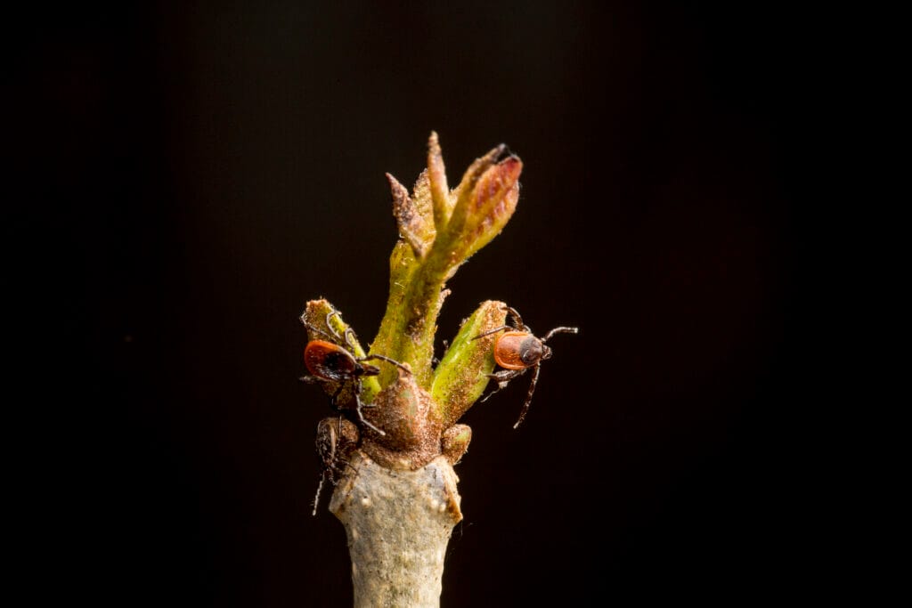 Mice may drive Lyme disease more than deer
