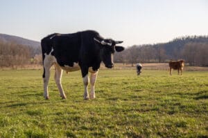 Spanberger declares state of emergency as drought strains Virginia farmers