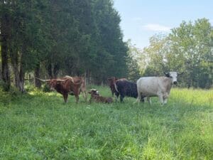 ‘Priceless to me’: Valley Link transmission line threatens generational farm in Orange County