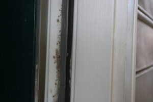 If passed, this bill would strengthen protections for Virginia renters exposed to mold